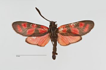 Vorschaubild Zygaena (Agrumenia) carniolica berolinensis v. pinskica Reiss, 1941